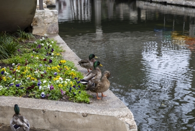 San Antonio River Walk March 2025